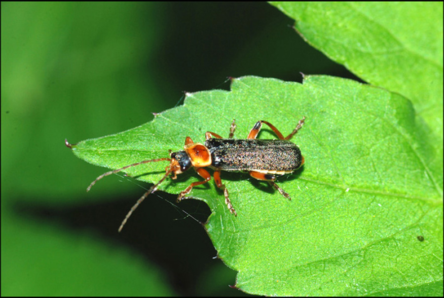 cantharis fulva?